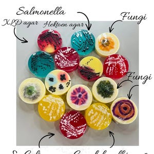 Könnte beinhalten: Handgemachte Seifen mit farbenfrohen Designs und wissenschaftlichen Bezeichnungen wie "Salmonella" und "Fungi". Die Seifen sind rund, mit verschiedenen Mustern und Farben, darunter Rot, Gelb und Blau. Der Text "Handmade soaps" ist sichtbar.