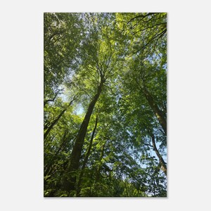 Sunlit Forest Canopy Canvas Print – Woodland Nature Wall Art - VAS