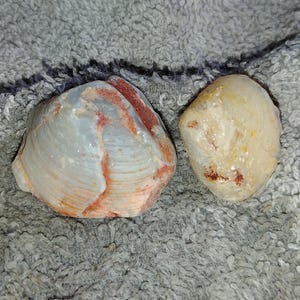 Australian Coober Pedy Rough Opalized Shell Fossils, CP Shell-0211-5