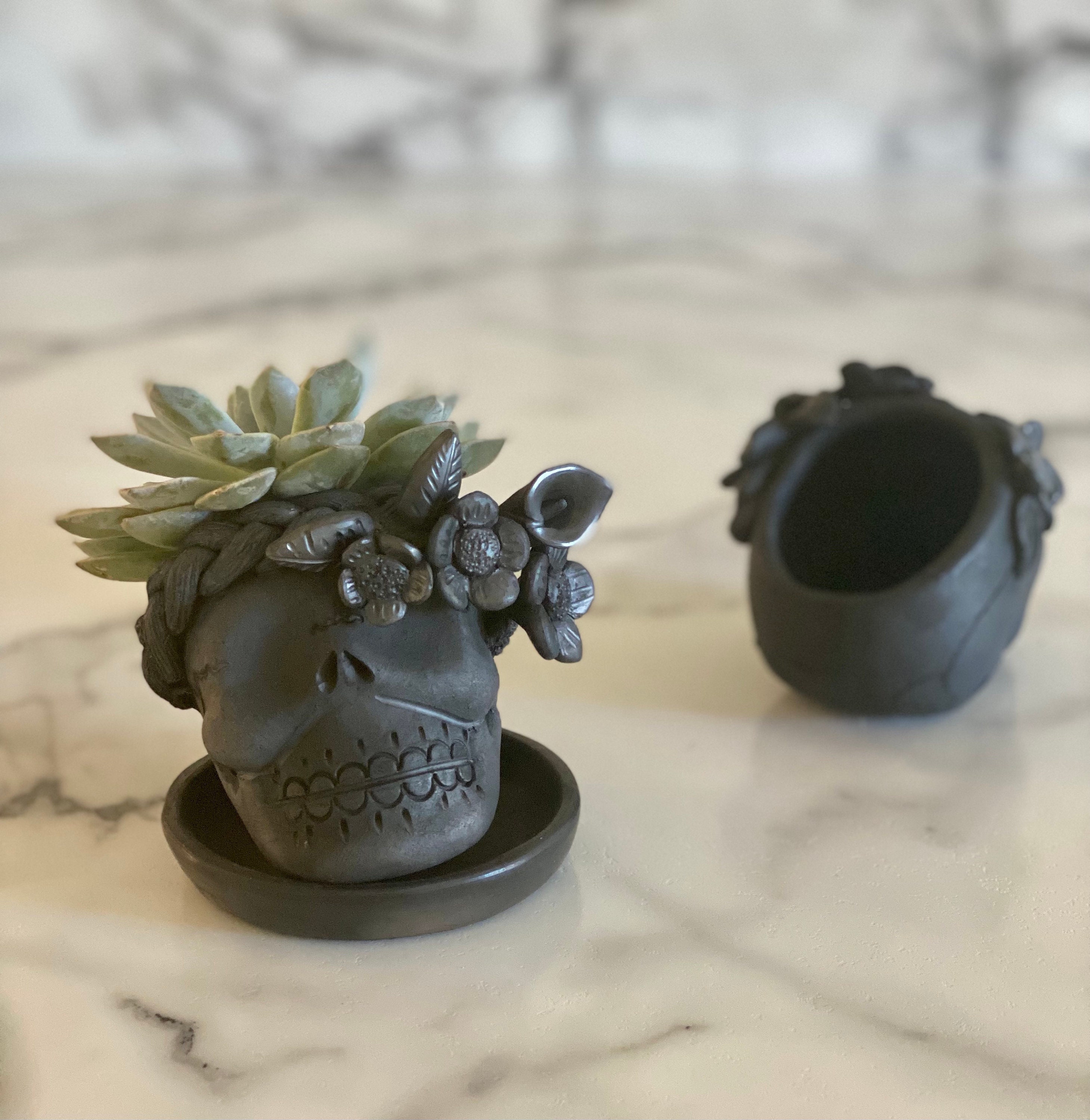 ZAPOTECO | 植物が生き生きとしてくる季節ですね🪴 ということで