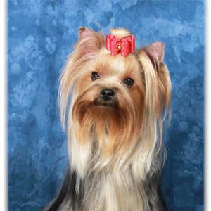 Yorkie Schattige nieuwe notitie kaarten