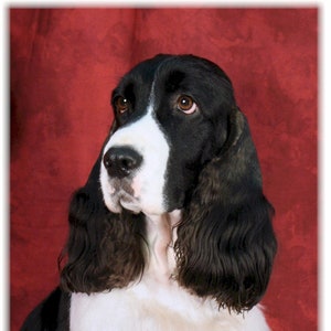 English Springer Spaniel black and white #5