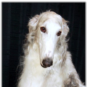Borzoi NIEUWE Notitiekaarten