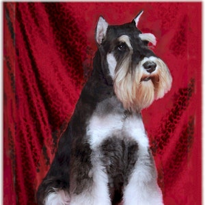 Mini Schnauzer NUEVO!