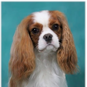 Biglietti di auguri Cavalier King Charles Spaniel