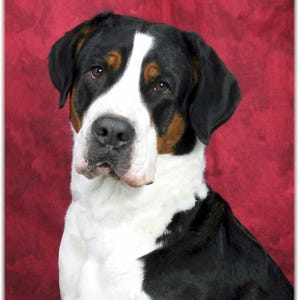 Grote Zwitserse Sennenhond #2