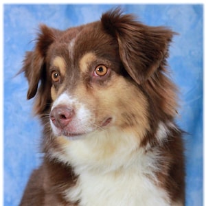Op de afbeelding: Een bruine en witte Australian Shepherd hond met bruine ogen die naar rechts kijkt. De hond heeft een witte borst en een witte vlek op zijn voorhoofd.