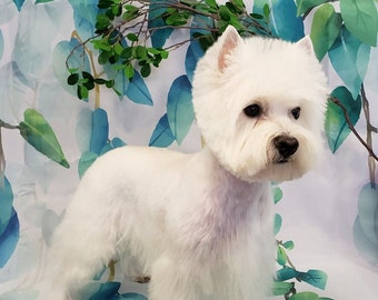 Westie West Highland White Terrier #2