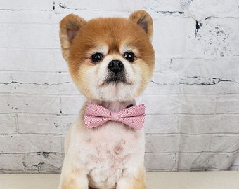 pomeranian tie