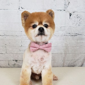 Pomeranian with bow in hair store