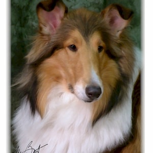 Cartoline per appunti ruvide n. 2 del cane Collie