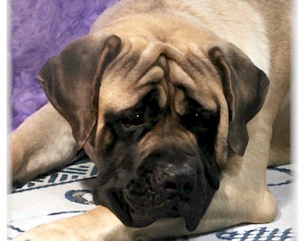 Engelsk mastiff #1 anteckningskort