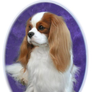Cavalier King Charles Spaniel #4 Blenheim Note Cards