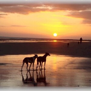 Scheda di nota spiaggia Greyhound