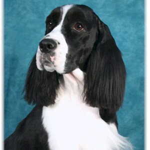 Springer Spaniel English #1 Note Card