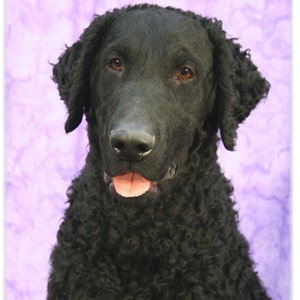 Puede incluir: Un perro negro de pelo rizado, con ojos marrones, lengua rosa y nariz negra. El perro está mirando directamente a la cámara.