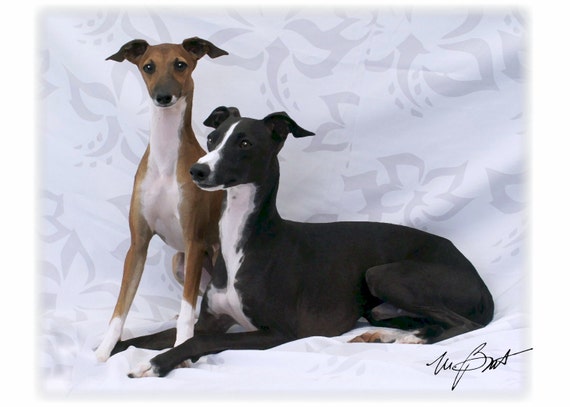 Vs Italian Greyhound Vs Egyptian Whippet Italian Greyhound #2