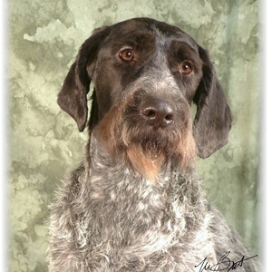 May include: A close-up portrait of a Wirehaired Pointing Griffon dog. The dog has brown eyes, a brown and gray coat, and a distinctive beard. The background is a mottled green and tan color.