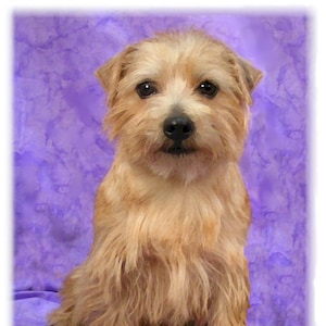 Norfolk Terrier #1 Note Cards