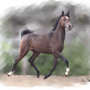 Cheval pur sang arabe trottant cartons