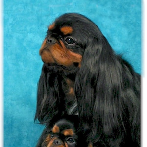 English Toy Spaniel