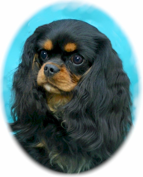 cavalier dog black