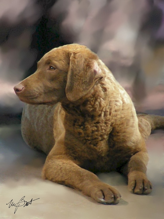 Chesapeake Bay Retriever Dog Show Chesapeake Bay Retriever Puppy