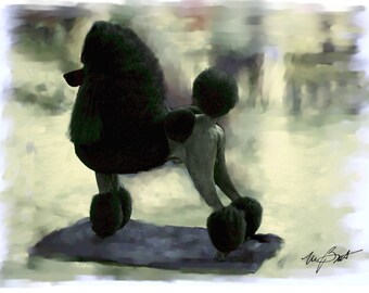 May include: A black standard poodle stands on a blue platform, with its tail curled over its back. The dog is in a show pose, with its head held high and its legs straight.