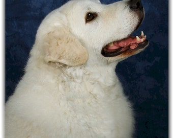 Kuvasz Note Cards