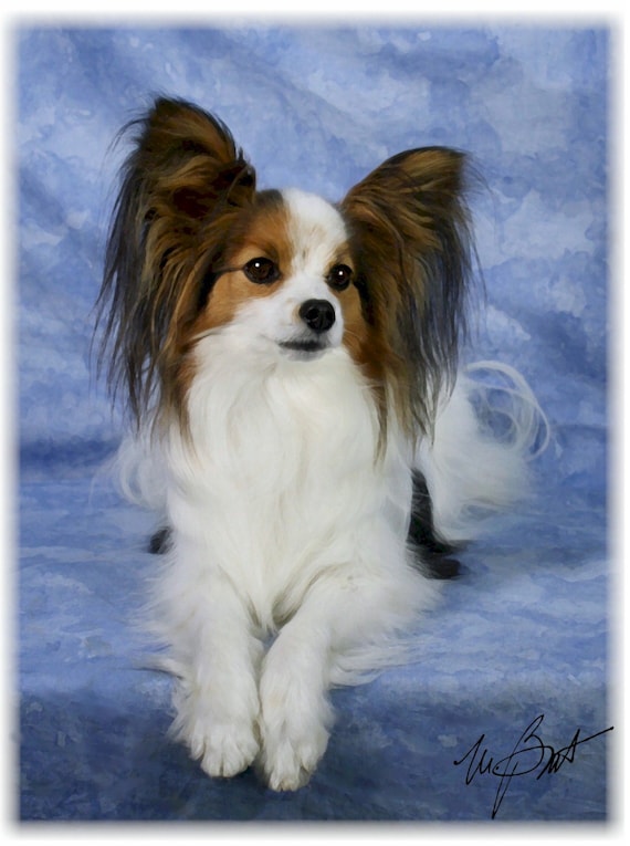 Papillion #4 Note Cards - Etsy