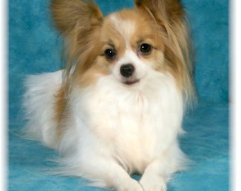Papillion #5 Note Cards - Etsy