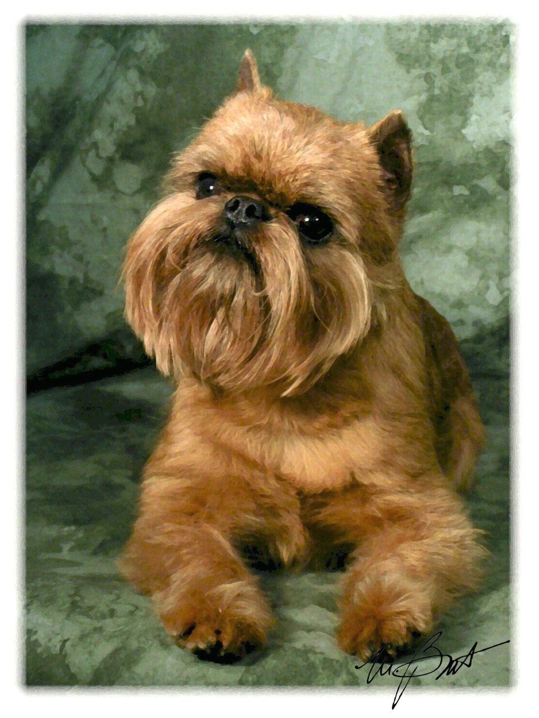 Brussels Griffon Long Hair Brown Long Haired Brussels Griffon Top