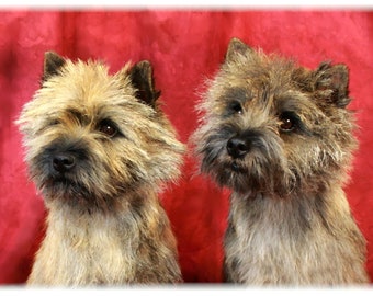 Cairn Terriers two dogs, CUTE!