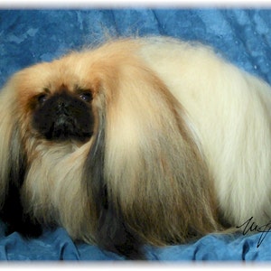 Pekinese #2 Grußkarten