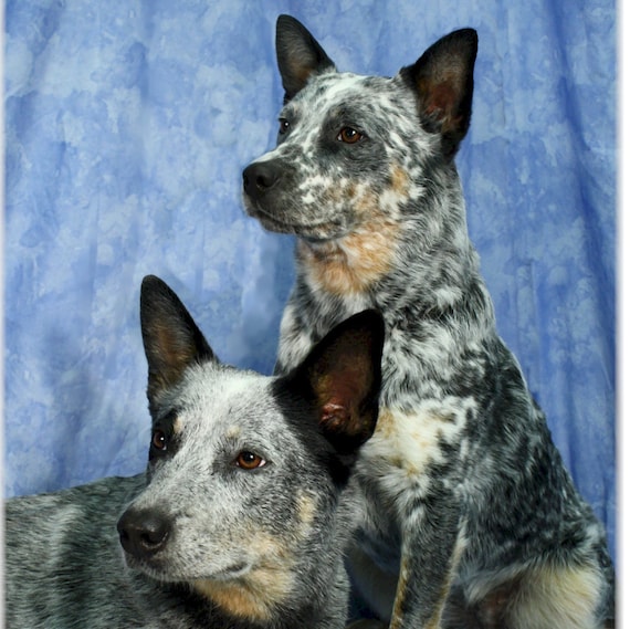 Australian Shepherd Blue Heeler Docked Tail Texas Heeler Dog Breed