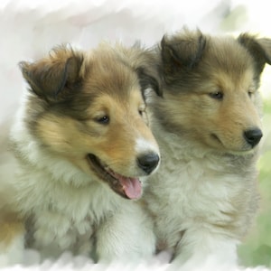 Collie Hund Rough Pups #6 Notizkarten