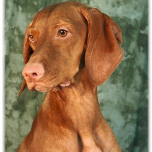 Cartes de correspondance Vizsla #4