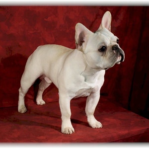 Französische Bulldogge Frenchie #4 Grußkarten