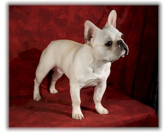 French Bulldog Frenchie #4 Note Cards