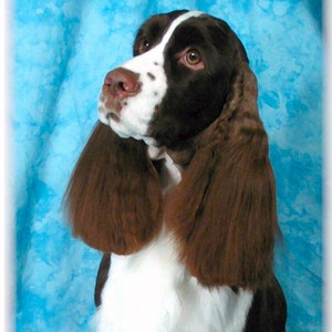 Springer Spaniel English #2 Note Cards