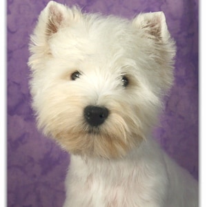 West Highland White Terrier Westie #1 cartes