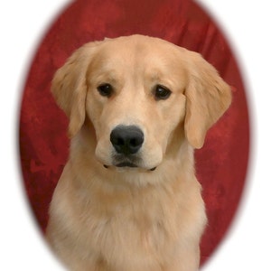 Golden Retriever Pup #1 Tarjetas de Notas