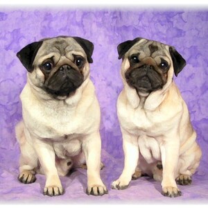 Cartoline per appunti Pug Fawn #6