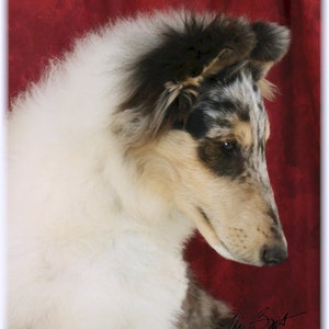 Collie cane ruvido blu Nota #4 carte