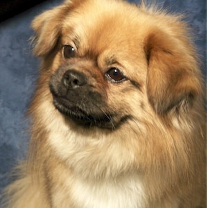 Tibetan Spaniel #3 Note Cards