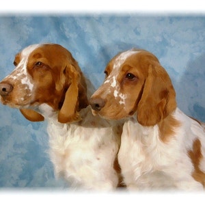 Welsh Springer Spaniel #1 cartes