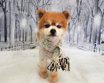 Pomeranian Dressed for Winter