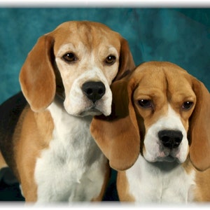 May include: Two beagle dogs with brown and white fur are looking at the camera. The dogs are standing in front of a teal blue background.