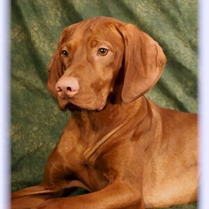 Vizsla #2 Cartes de notes