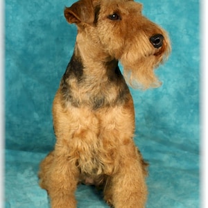 Cartes de correspondance Welsh Terrier #2